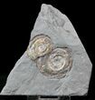 Brilliant Psiloceras Ammonites - England #23240-1